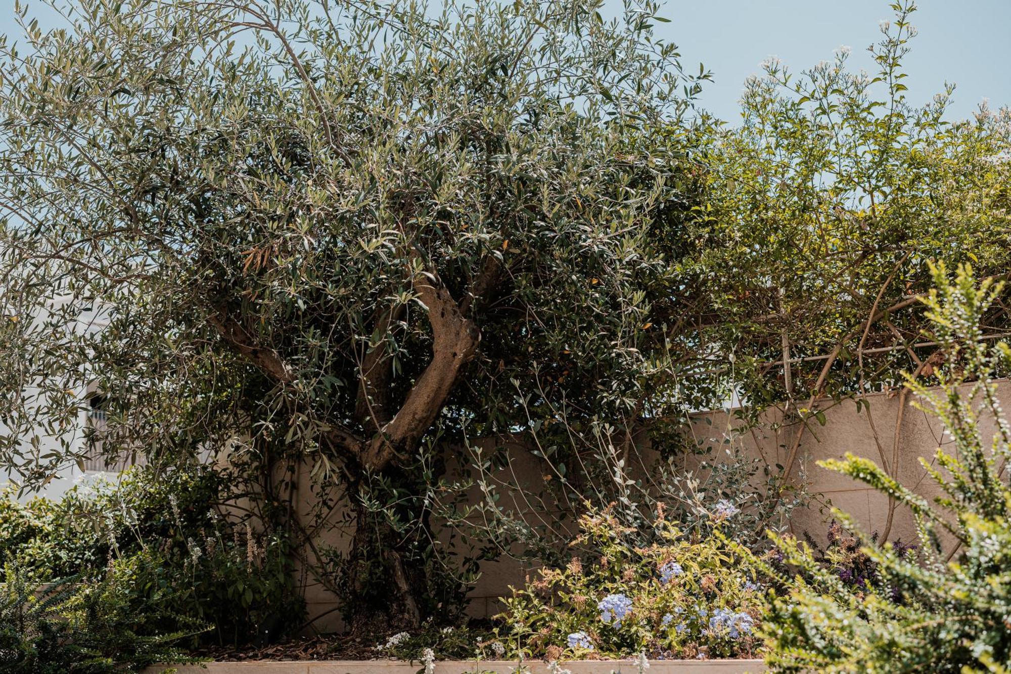 Olea Boutique Suites Polignano Polignano a Mare Esterno foto
